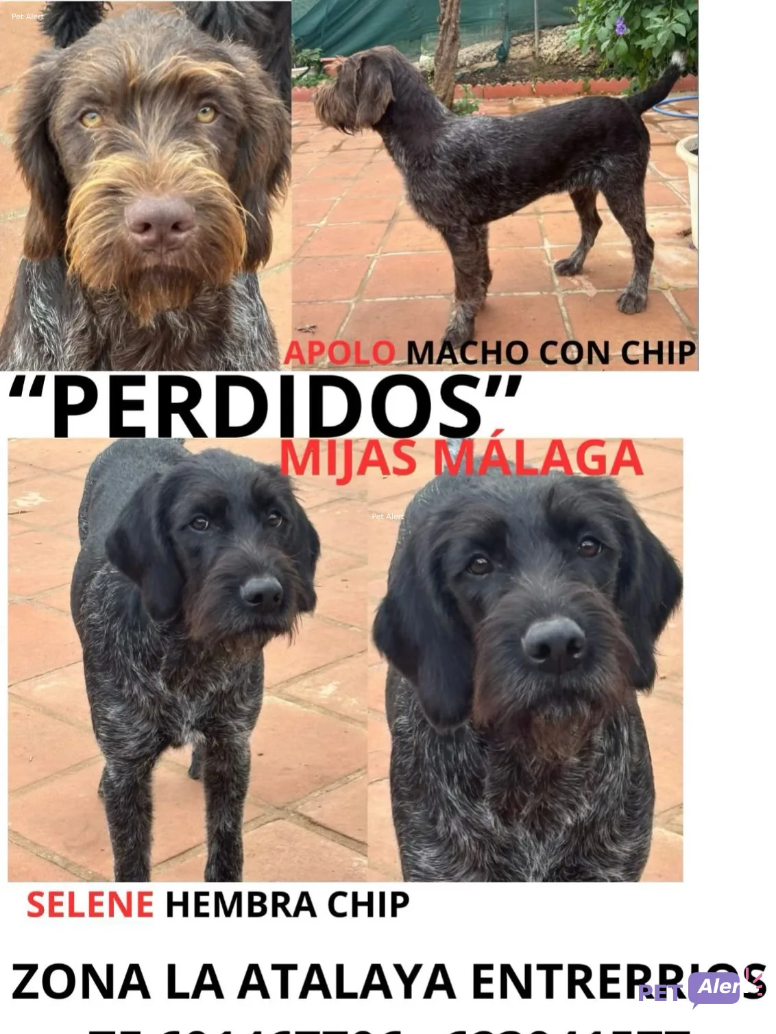 Alerta Apolo y Selene