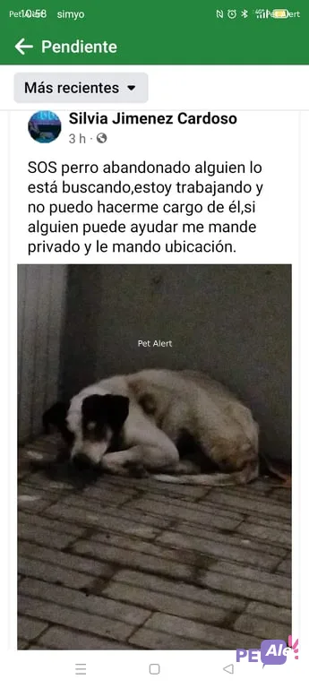 Alerta Pet Alert