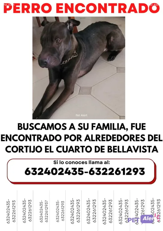 Alerta Pet Alert