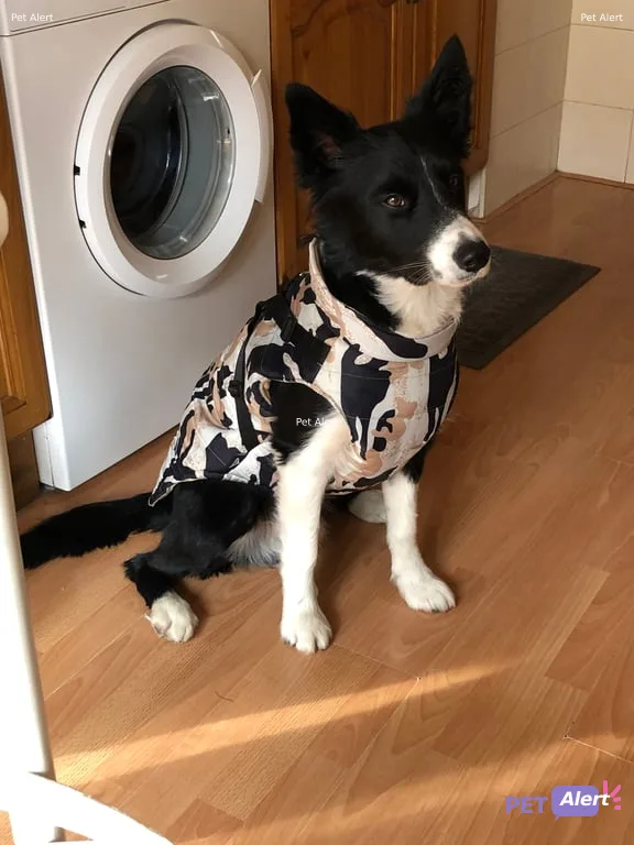 velaedison18@gmail.com