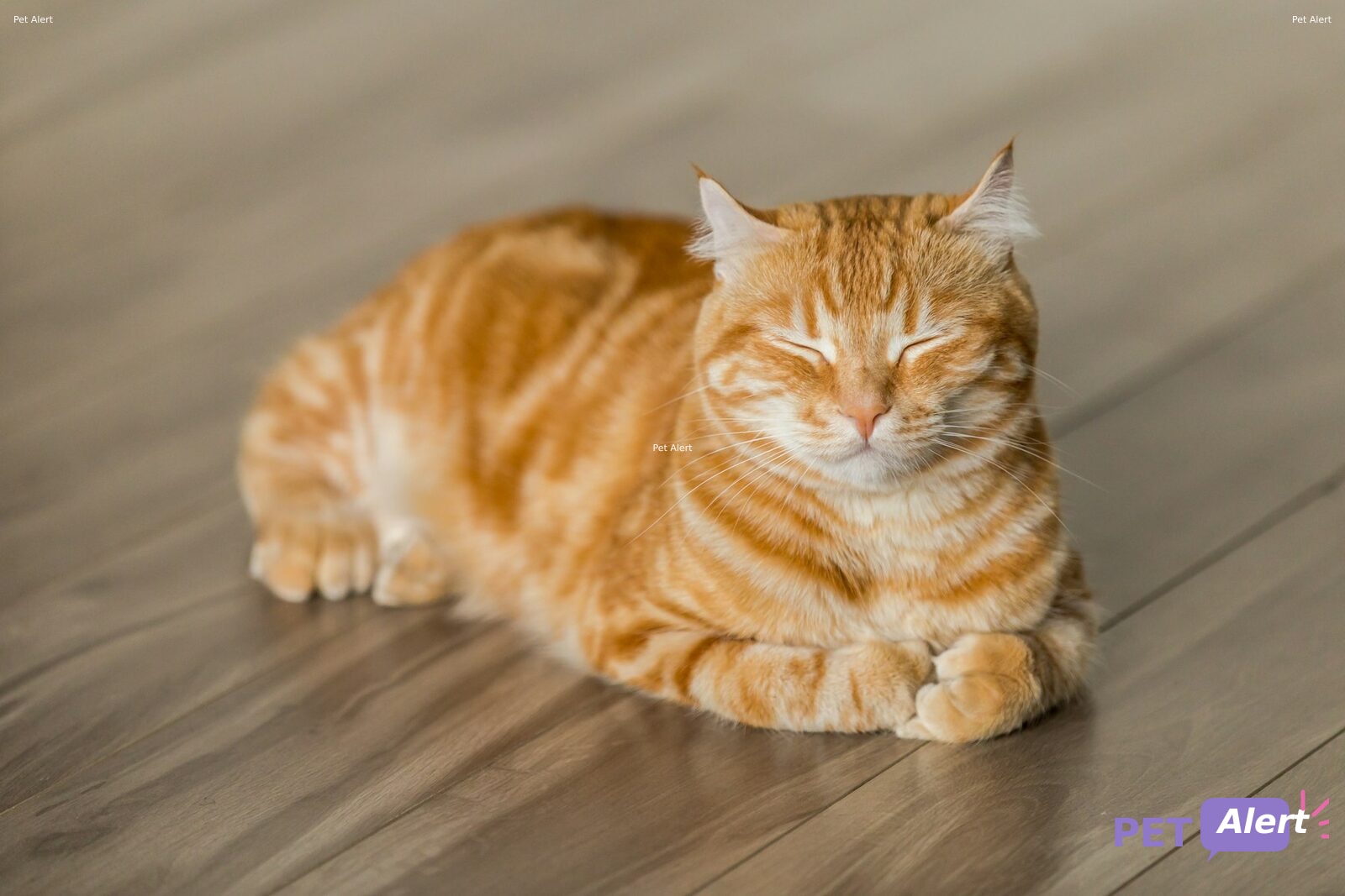 Photo de Animal trouvé