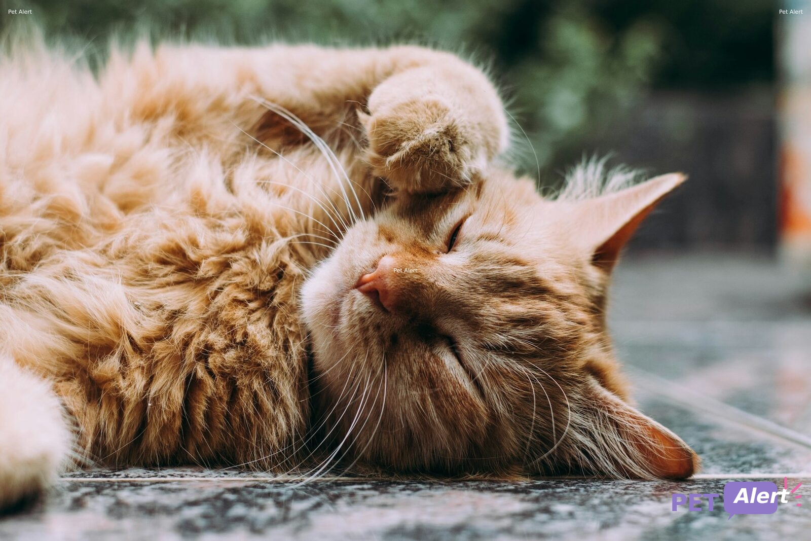 Foto de Gato encontrado